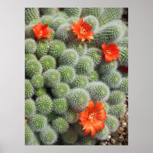Poster Fleurs de cactus (Devant)