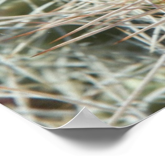 Poster Fleurs de cactus (Coin)