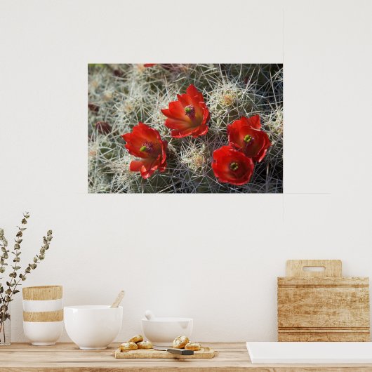 Poster Fleurs de cactus (Cuisine)