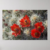 Poster Fleurs de cactus (Devant)