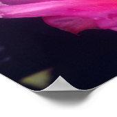 Poster Fleurs de cactus à bec 2 (Coin)