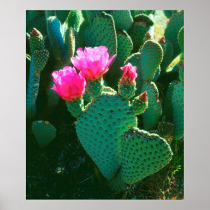 Poster Fleurs de Cactus Beavertail