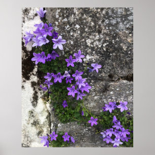 Poster Fleurs de Campanula poussant sur un mur