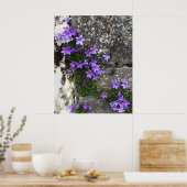 Poster Fleurs de Campanula poussant sur un mur (Cuisine)