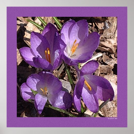Poster Fleurs de canapés violets (Devant)