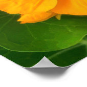 Poster Fleurs de Capucine (Coin)
