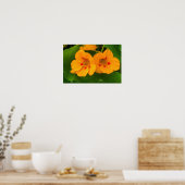 Poster Fleurs de Capucine (Cuisine)