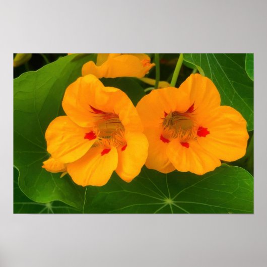 Poster Fleurs de Capucine (Devant)