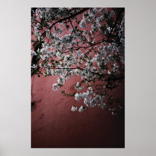 Poster Fleurs de cerisier