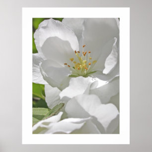 Poster Fleurs de cerisier