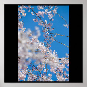 Poster Fleurs de cerisier au Japon