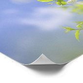 Poster Fleurs de cerisier d'oiseaux Sky (Coin)