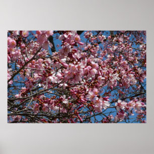 Poster Fleurs de cerisier et ciel bleu Floraison printani