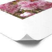 Poster Fleurs de cerisier rose (Coin)