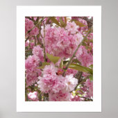 Poster Fleurs de cerisier rose (Devant)