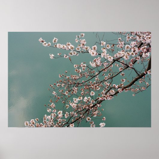 Poster Fleurs de cerisier rose clair sur arrière - plan t (Devant)