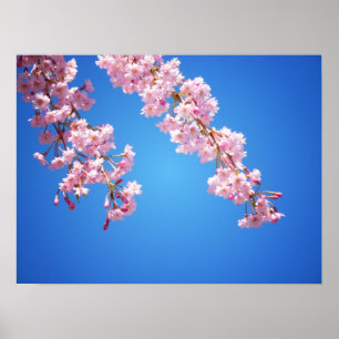Poster Fleurs De Cerisier Rose Contre Un Ciel Bleu, Moyen