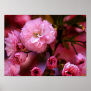 Poster Fleurs de cerisier roses du charmant printemps