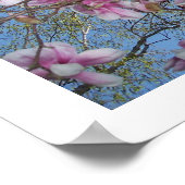 Poster Fleurs de cerisiers (Coin)