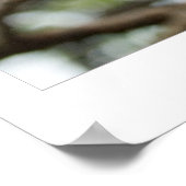 Poster Fleurs de cerisiers (Coin)