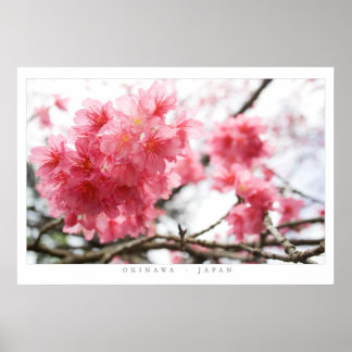 Poster Fleurs de cerisiers