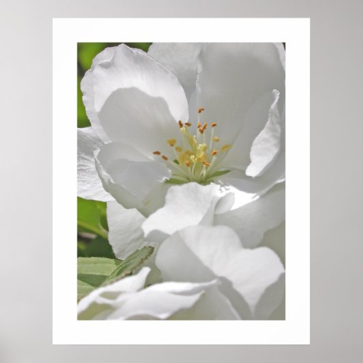 Poster Fleurs de cerisiers (Devant)