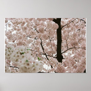 Poster Fleurs de cerisiers 1