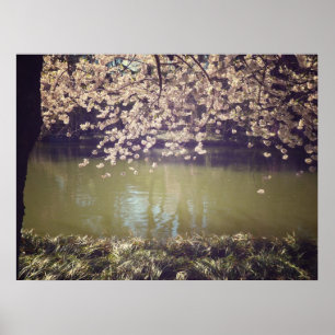 Poster Fleurs De Cerisiers Au-Dessus D'Un Étang De Jardin