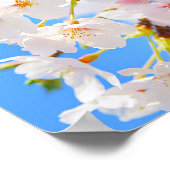 Poster Fleurs de cerisiers au printemps (Coin)