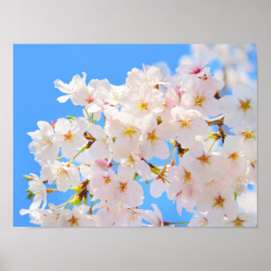Poster Fleurs de cerisiers au printemps