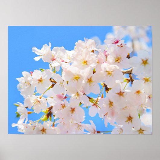 Poster Fleurs de cerisiers au printemps (Devant)