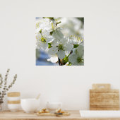 Poster Fleurs de cerisiers blancs (Cuisine)