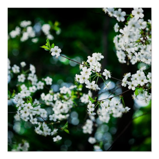 Poster Fleurs de cerisiers blancs Feuilles verts (Devant)