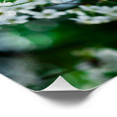 Poster Fleurs de cerisiers blancs Feuilles verts (Coin)