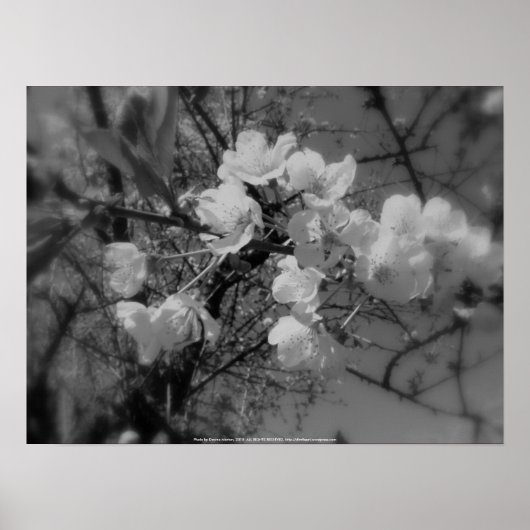 Poster fleurs de cerisiers dans le ciel, noir et blanc (Devant)