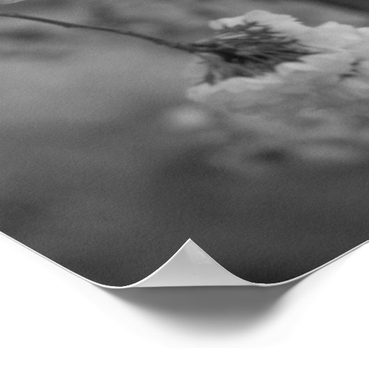 Poster Fleurs de cerisiers Imprimer noir et blanc (Coin)