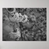 Poster Fleurs de cerisiers Imprimer noir et blanc (Devant)