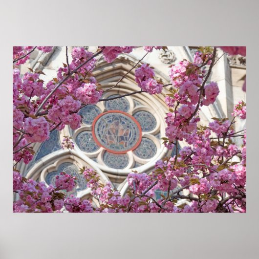 Poster Fleurs de cerisiers roses (Devant)