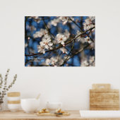Poster Fleurs de cerisiers roses (Cuisine)