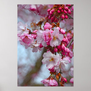 Poster Fleurs de cerisiers roses