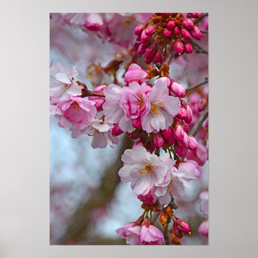 Poster Fleurs de cerisiers roses (Devant)