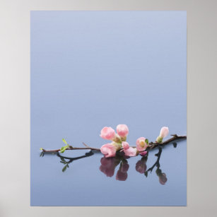 Poster Fleurs de cerisiers sur l'eau