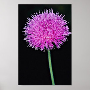 Poster Fleurs de chardon du Texas (Cirsium texanum)