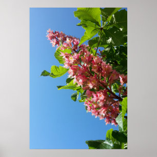Poster Fleurs de châtaigniers en fleurs au printemps