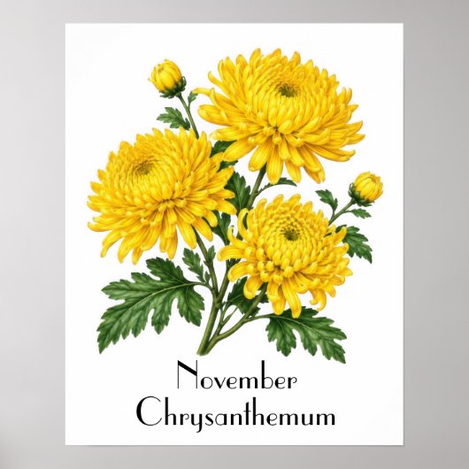 Poster Fleurs de chrysanthème de novembre (Devant)