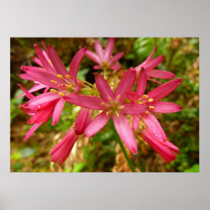 Poster Fleurs de Clintonia rouges aux séquoias