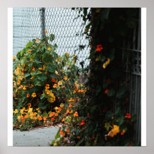 Poster Fleurs de clôture