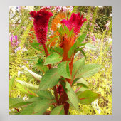 POSTER FLEURS DE COCKSCOMB (Devant)