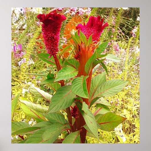 POSTER FLEURS DE COCKSCOMB (Devant)