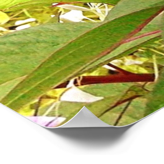 POSTER FLEURS DE COCKSCOMB (Coin)